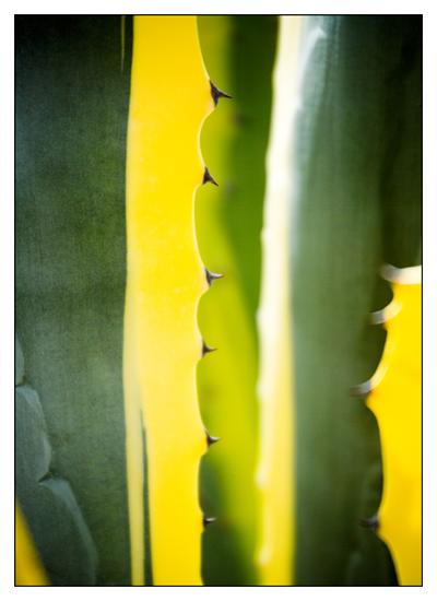 Cactus Abstract 8